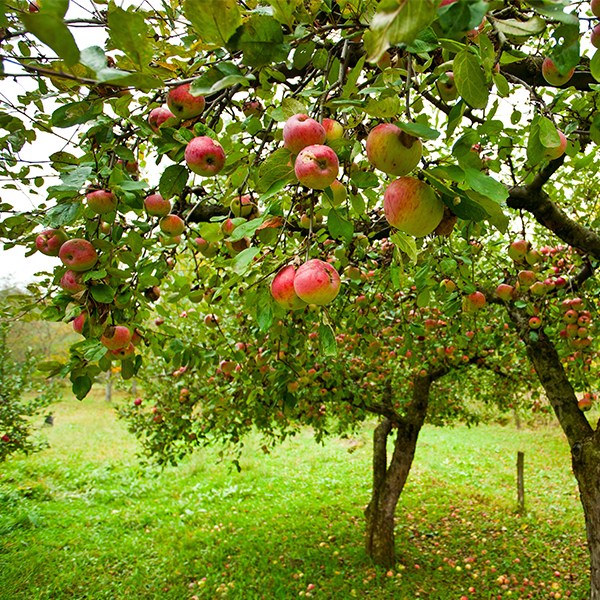 Apple-Orchard-Fragrance-Oil