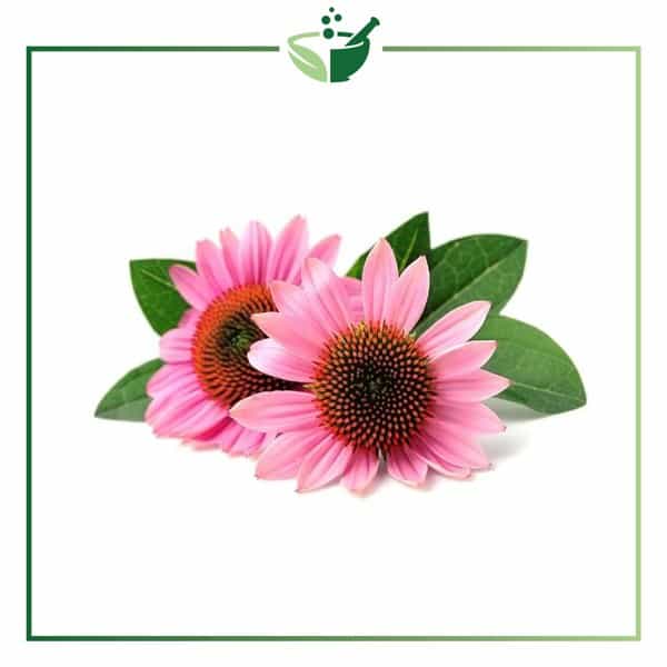 Echinacea-Root-Powder