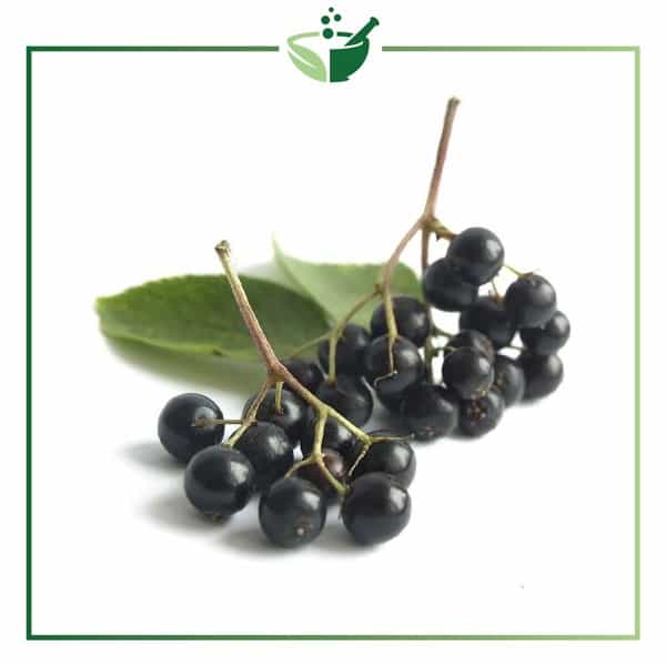 Elderberry-Extract