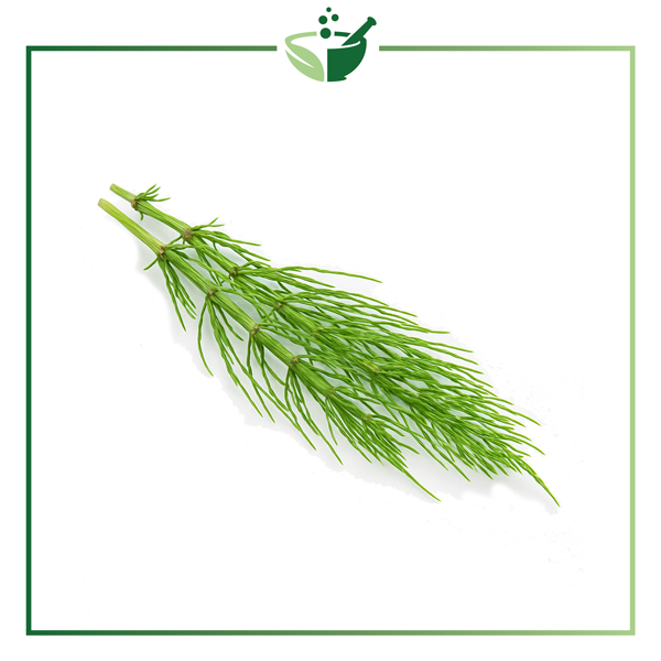 Equisetum-Infused-Oil