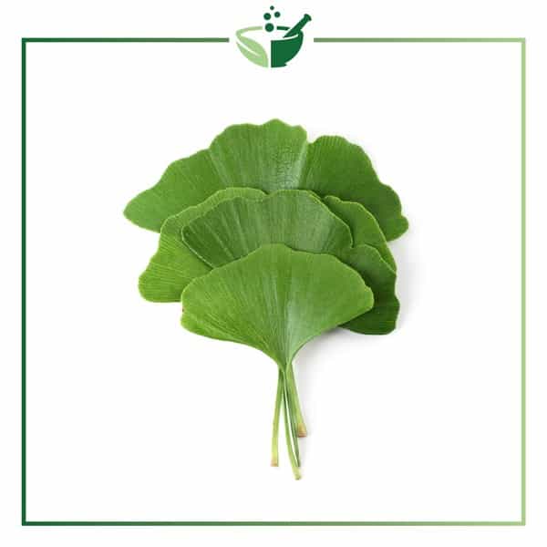 Ginko-Biloba-Leaf-Powder