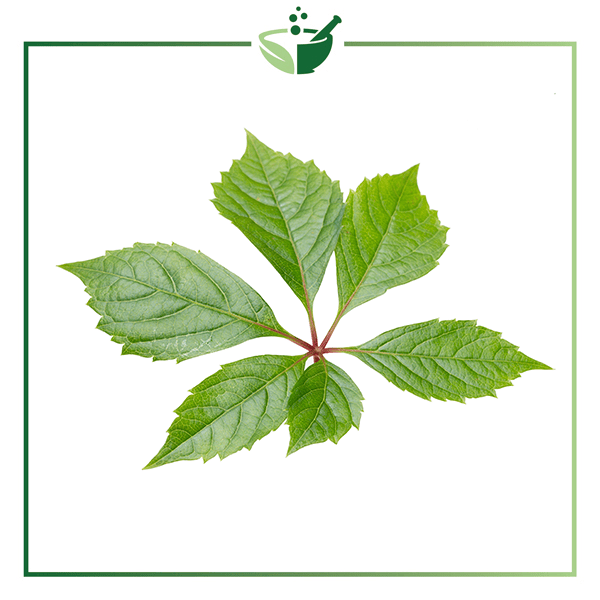 Ginseng-Leaf-Powder