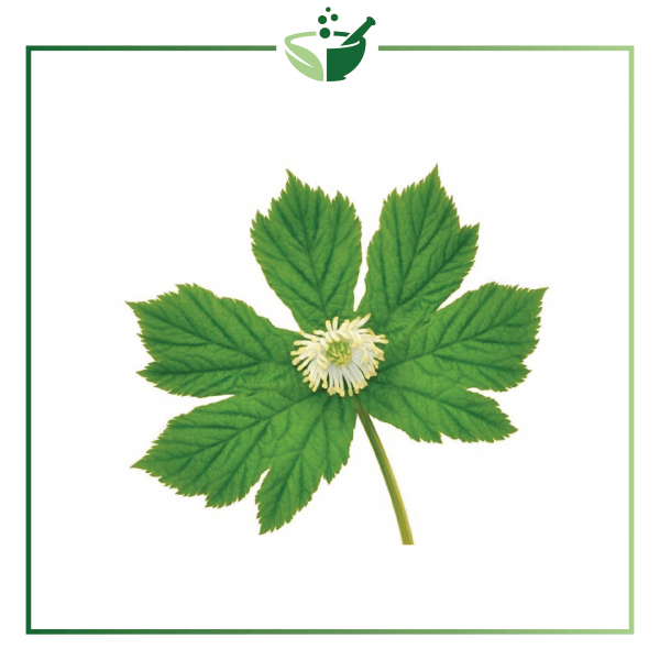 Goldenseal-016