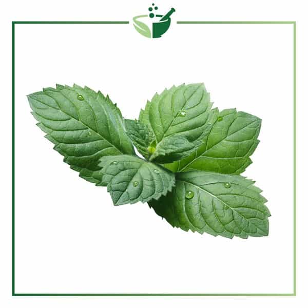 Mentha-Piperita-Extract