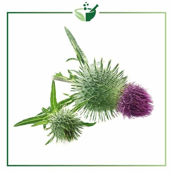 Milk-Thistle-Extract7