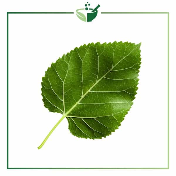 Morus-Nigra-Leaf-Extract