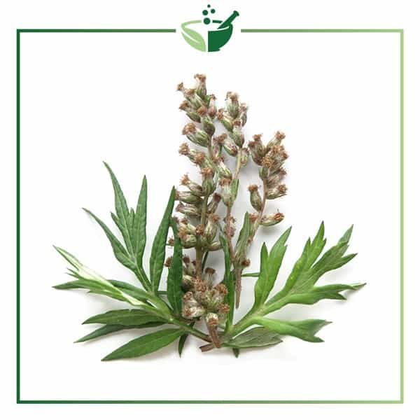 Mugwort-Essential-Oil