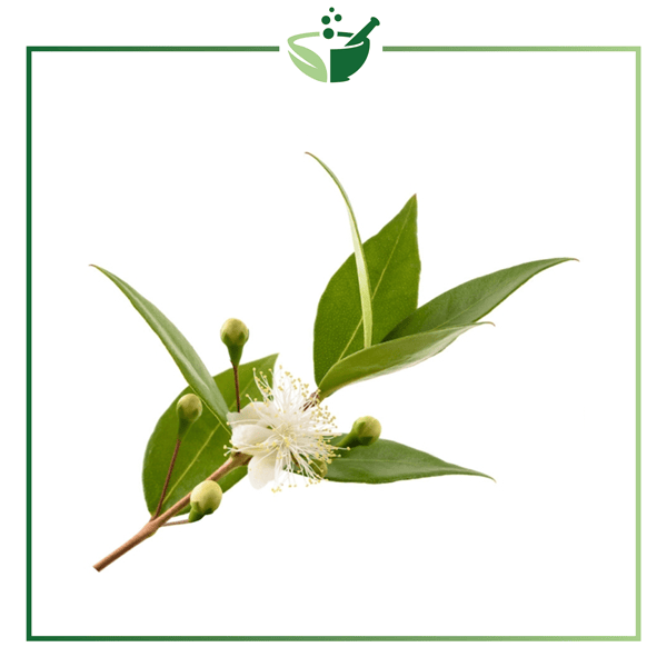 Myrtle-Essential-Oil