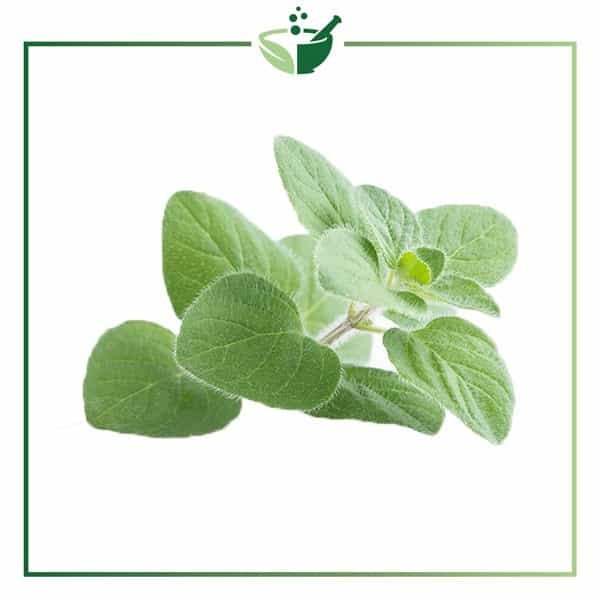 Origanum-Leaf-Extract