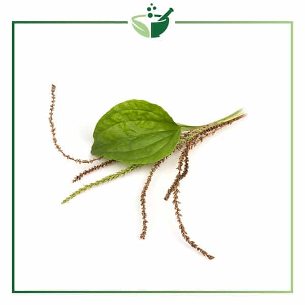 Plantain-Leaf-Extract