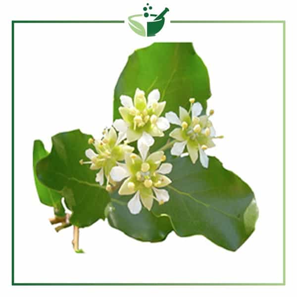 Quillaja-Saponaria-Powder