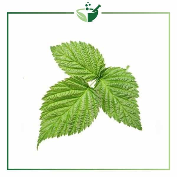 Raspberry-Leaf-Extract