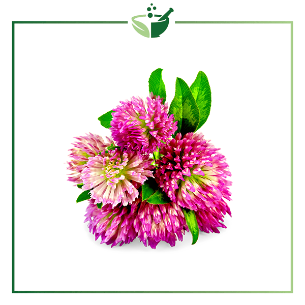 Red-Clover-Extract