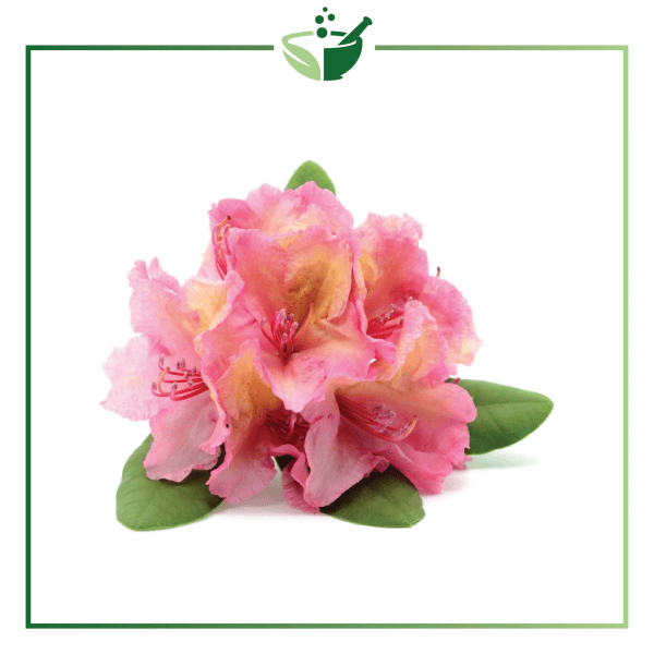 Rhododendron-01