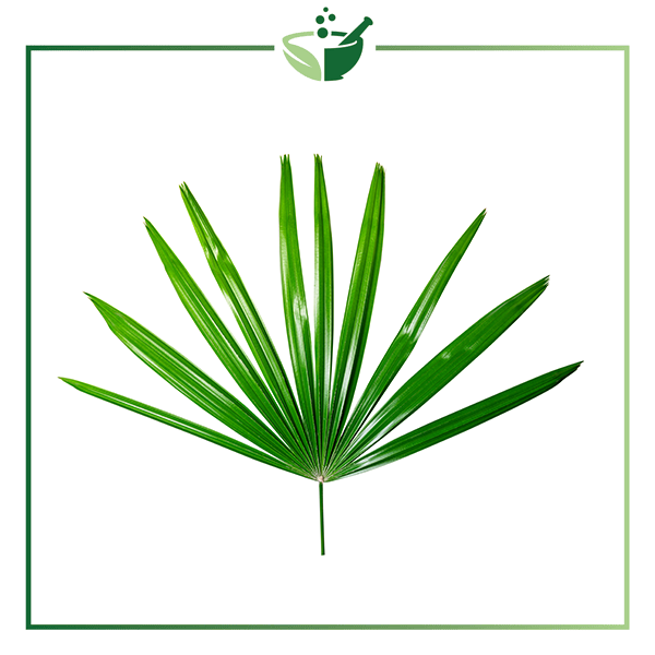 Saw-Palmetto-Extract