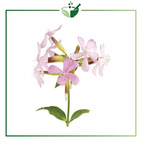 Soapwort-015