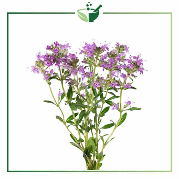 Thymus-Serpyllum-Extract