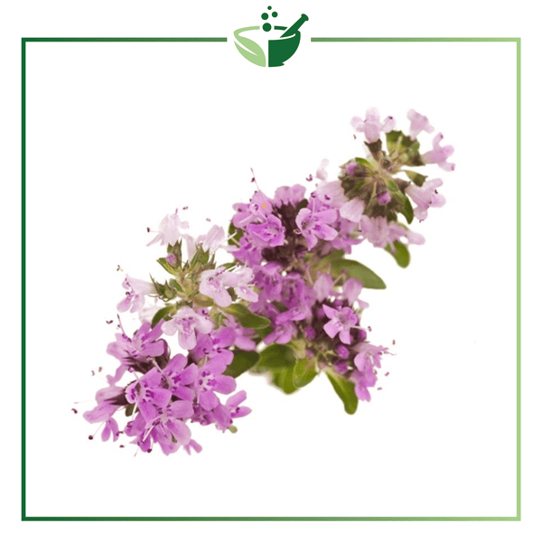 Thymus-serpyllum-powder