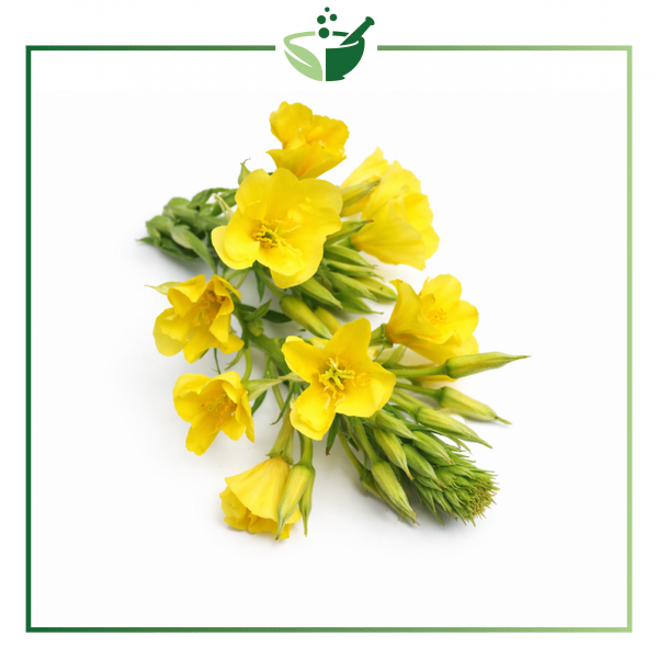 evening-primrose-with-green-frame-final