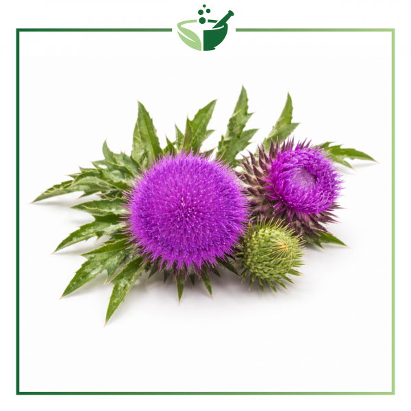 milk-thistle-with-green-frame-final