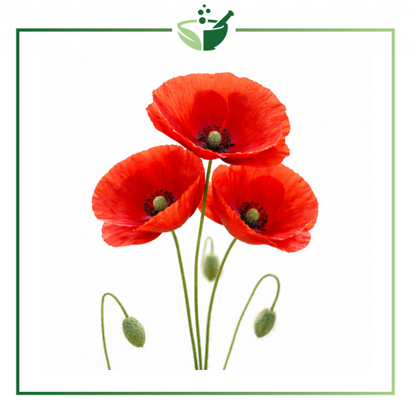 poppy-with-green-frame-final