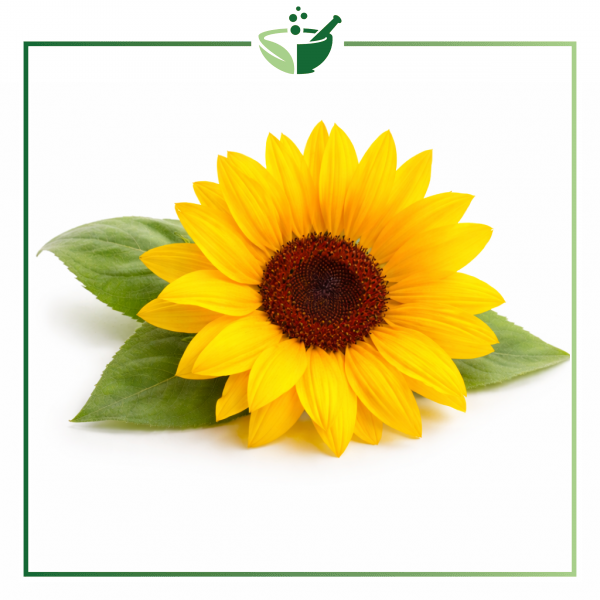 sunflower-original-with-green-frame